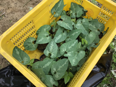 IMG_1481